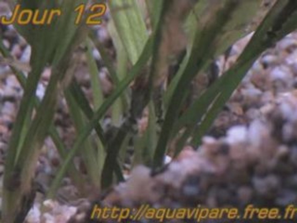 Reproduction Ancistrus Jour 12 après ponte BIS