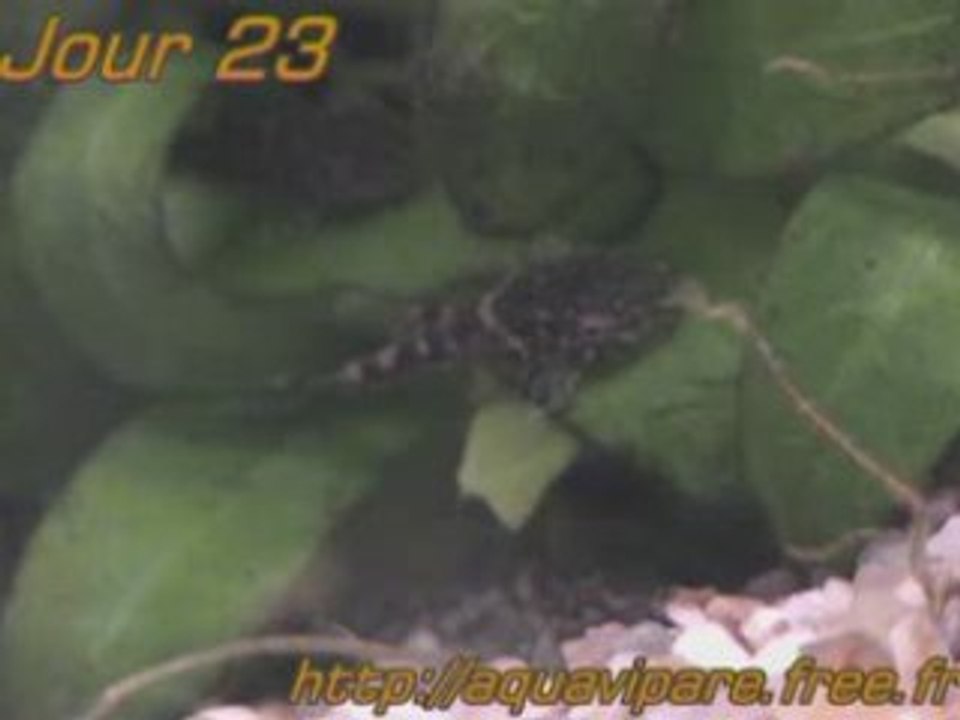 Reproduction Ancistrus Jour 23 après ponte BIS