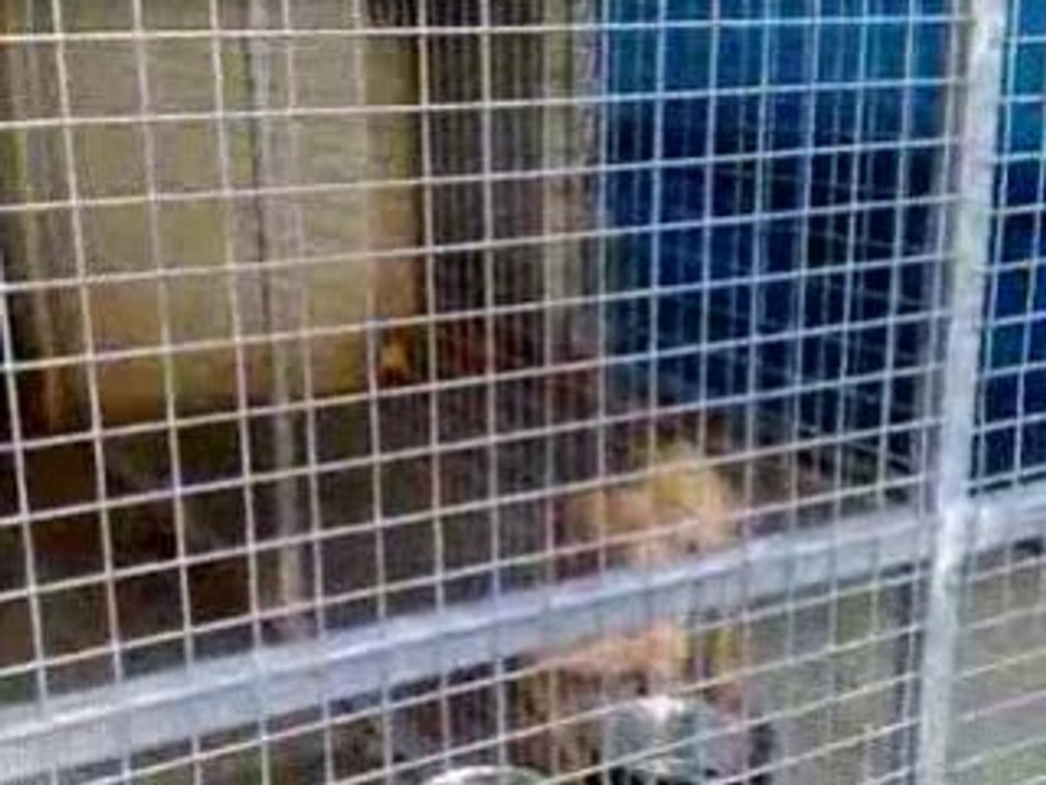 BIGBENBULLIES JEROME LEBANNER