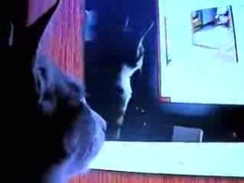 Le chat qui regarde un chat qui regarde un chat...