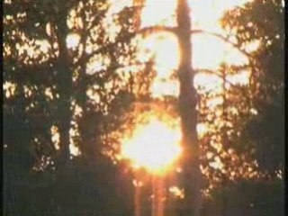 A Swedish forest party