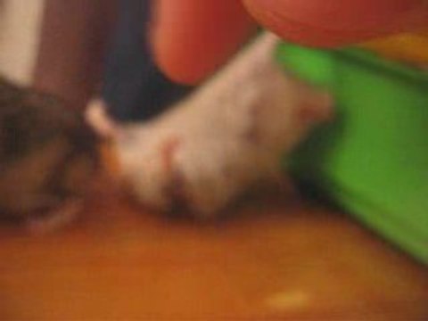 Gentil le hamster... OUCH !!! (vengeance, humour)