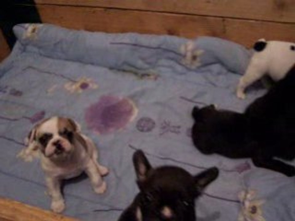 bebe boubou en folie