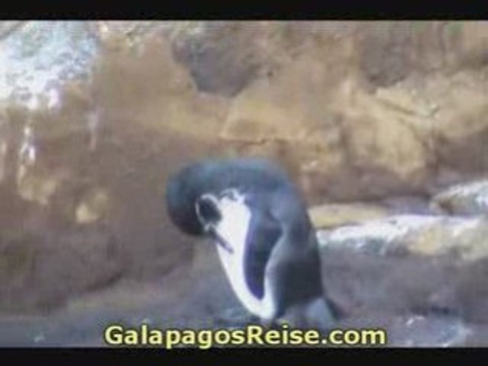Penguins. Galapagos video blog 2008