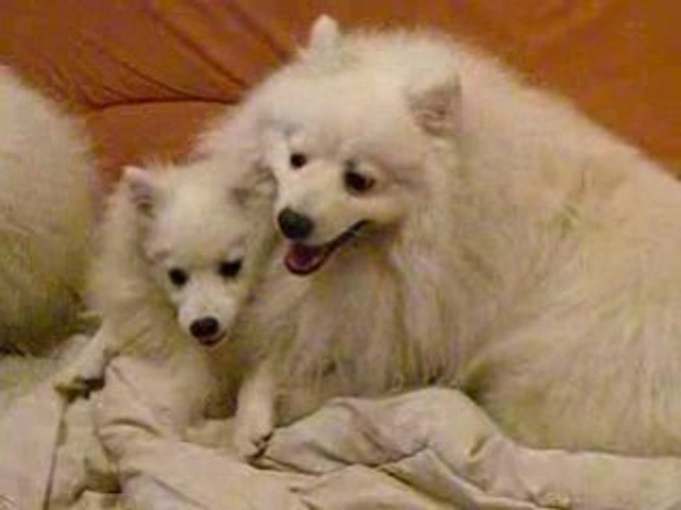 Koko et Susu