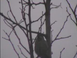 LES OISEAUX DE CHARISMA  06   75    04    35   36