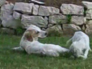 Puppies [English setters I think] meeting for the 1st time