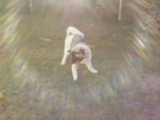 da-shan akita americain