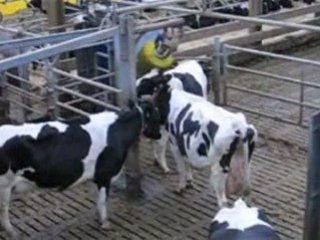 Beauvais : la Noireaude se fait brosser