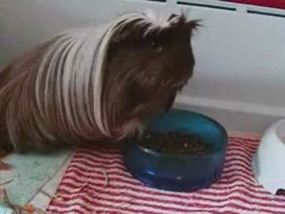Alimentation du Cochon d'Inde (cobaye)