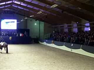 Ermelo Stallion Show 2009