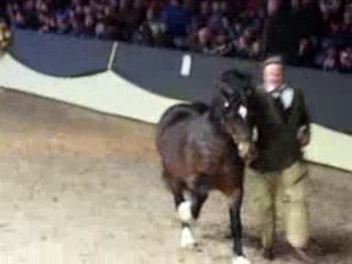 Ermelo Stallion Show 2009 welsh cob