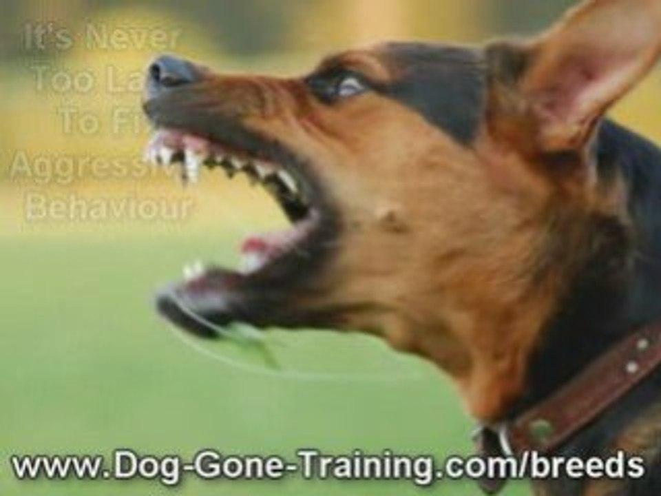 How To Control Aggressive Dog Behavior video Dailymotion