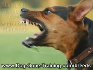 How To Control Aggressive Dog Behavior