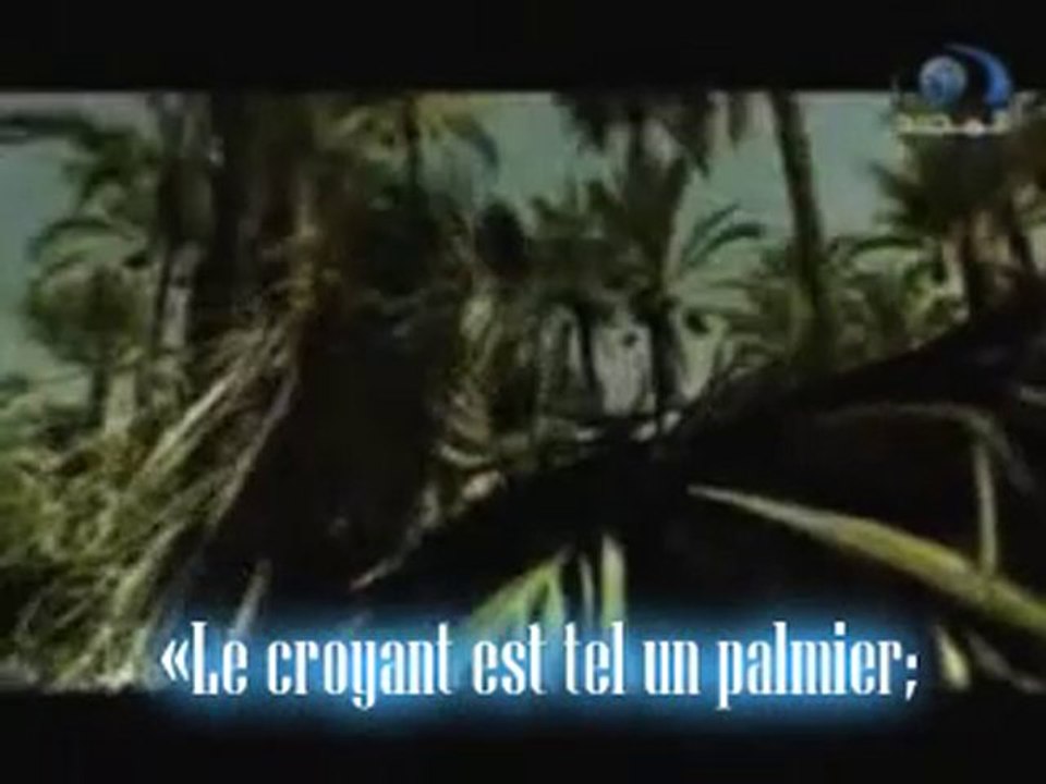 Le croyant est tel un palmier