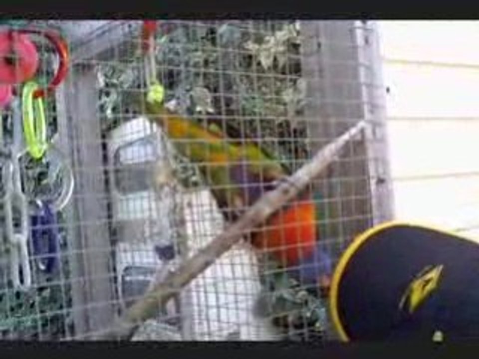 Coco le peroquet de Russel, NZ