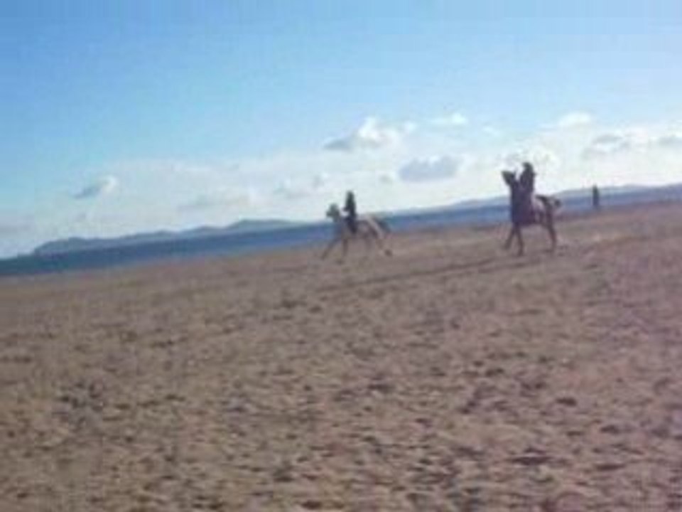 Galop plage janvier tiff manon