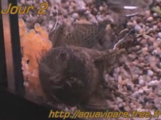 Reproduction ancistrus Jour 2