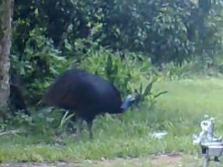 Cassowary at Stuart's place