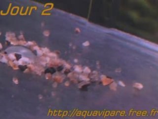 Ramirezi J2