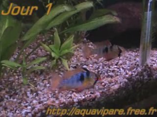 Ramirezi J1bis