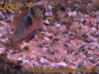 Ramirezi J1 ponte 2