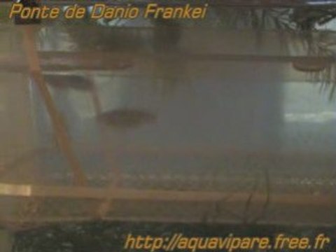 Reproduction Danio frankei 2