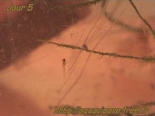 Jour5 petits danio colle au bac2