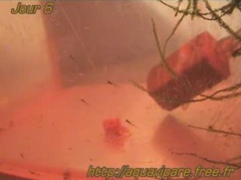 Jour 6 Reproduction danio 2