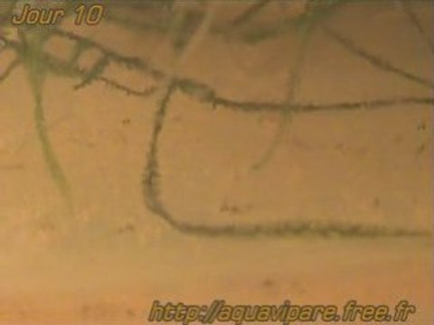 Jour 10 danio vue de près