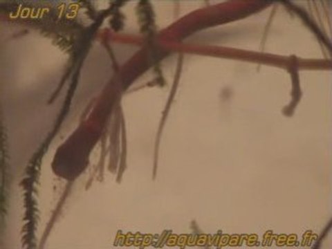Jour 13 danio de pres