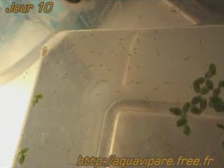 Jour 10 danio vue dessus