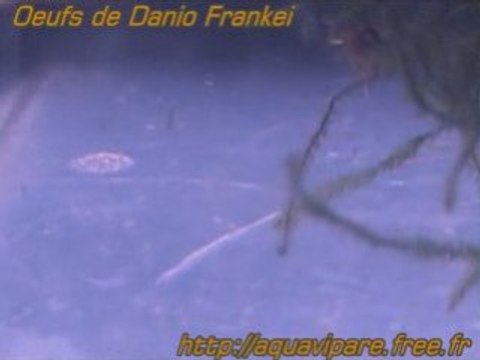 Oeufs Reproduction danio frankei
