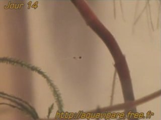 Jour 14 danio