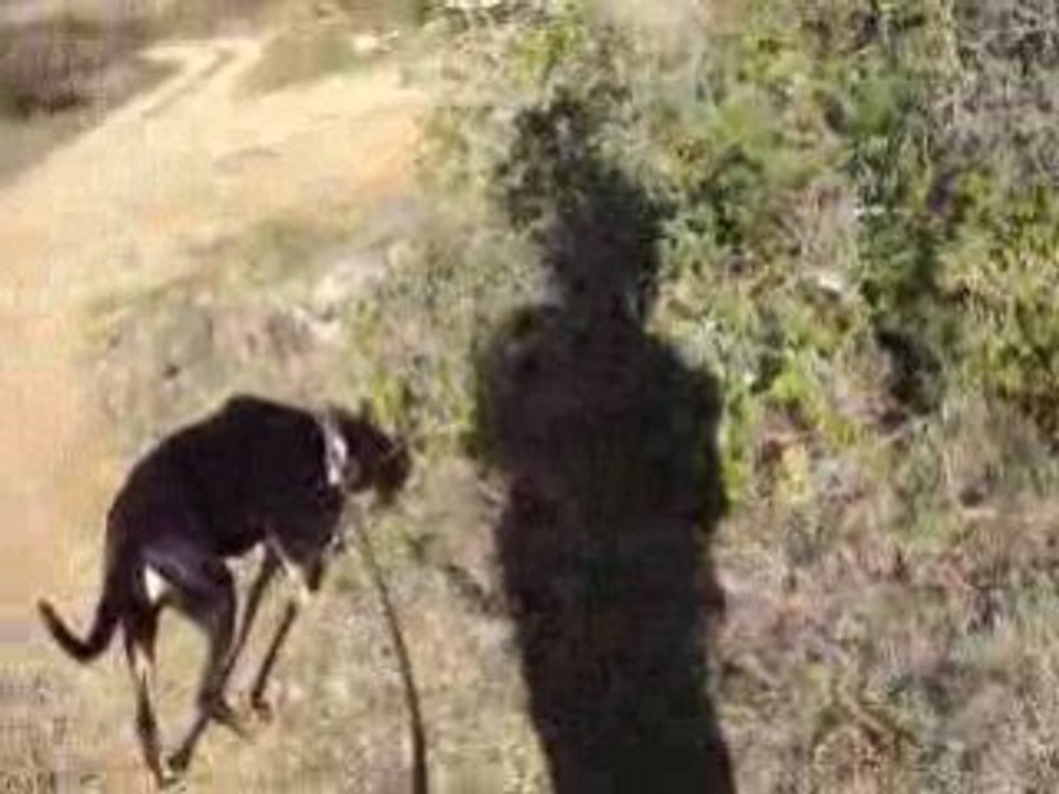 doby en ballade
