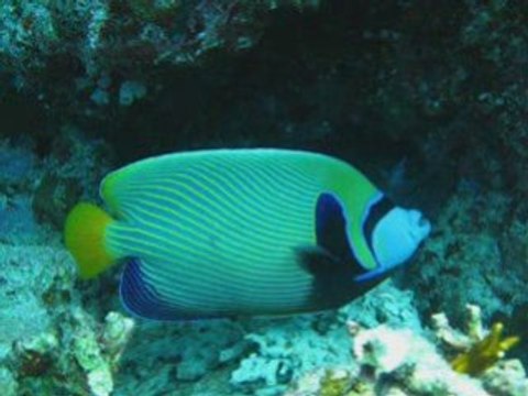 *PHOTOS plongée les poissons de mer*