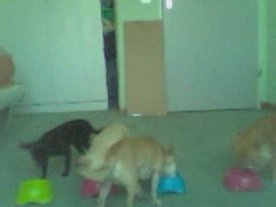 Le Repas des T'Chis Suisses