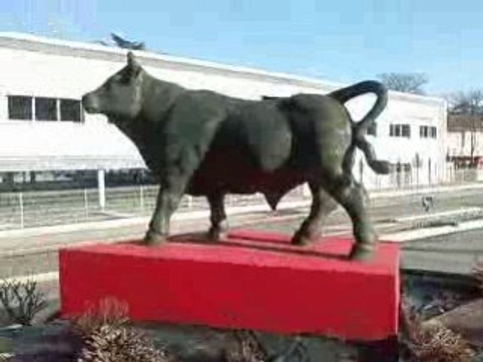 Taureau vs Chien