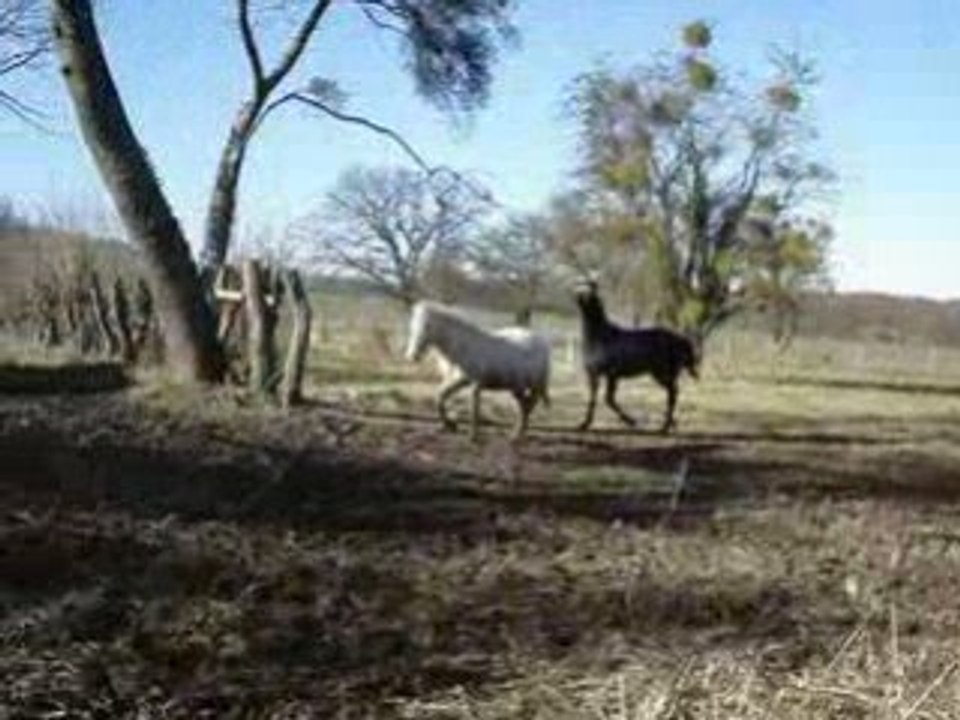 Tribal pature