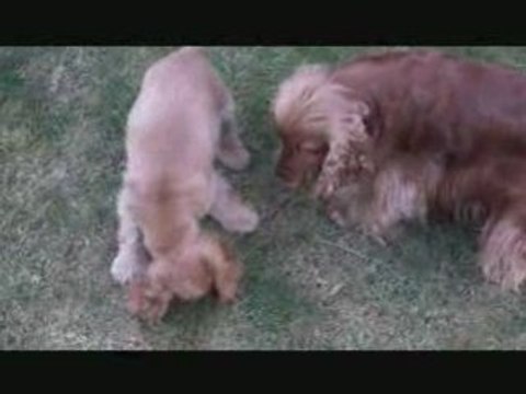 Jeu de chiens, jeu de vilains....