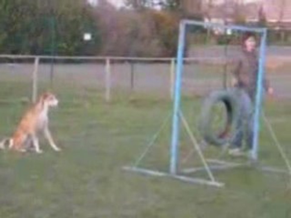 2 parcours d'agility avec Vanook