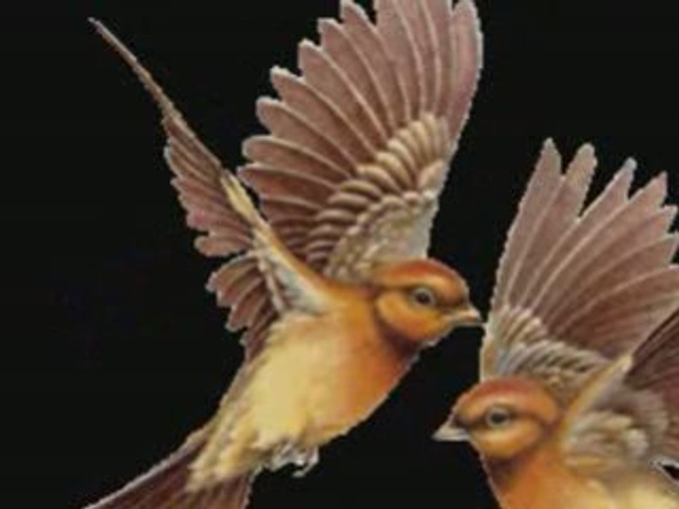 L'oiseau Vox Angeli