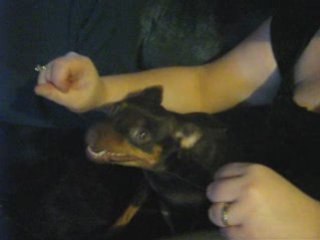 Une chienne se passe la soie dentaire