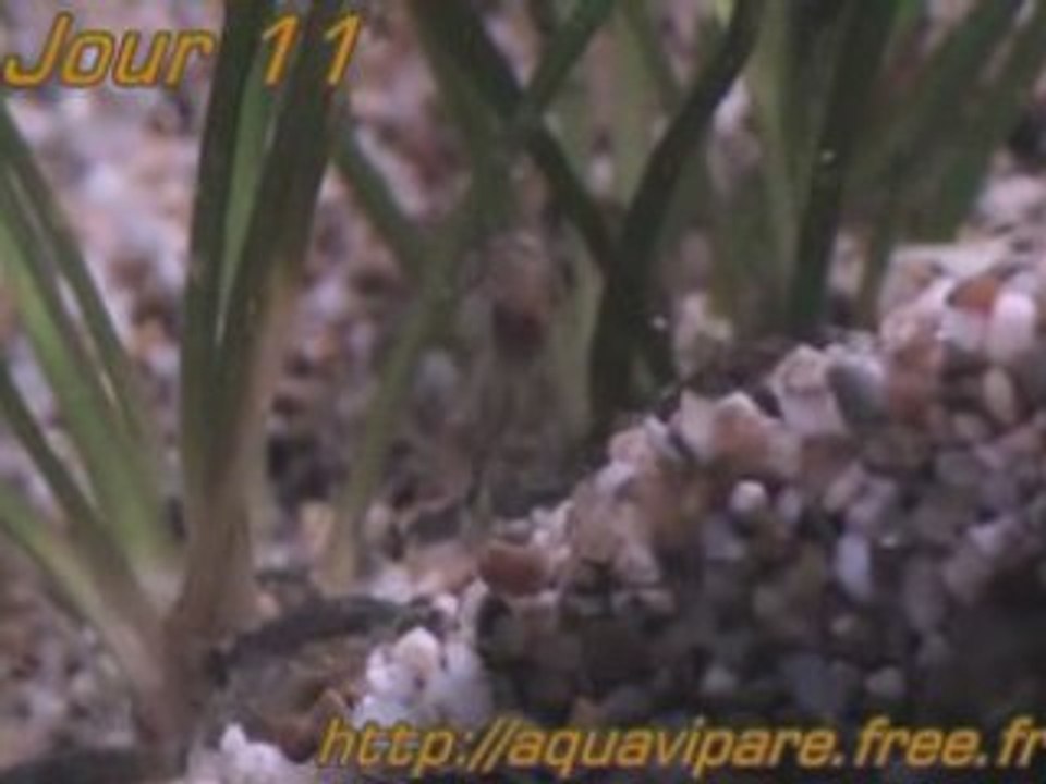 Reproduction Ancistrus Jour 11 après ponte