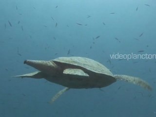 Tortue raie manta HD Nouvelle caledonie