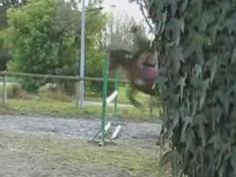 Stage Saut