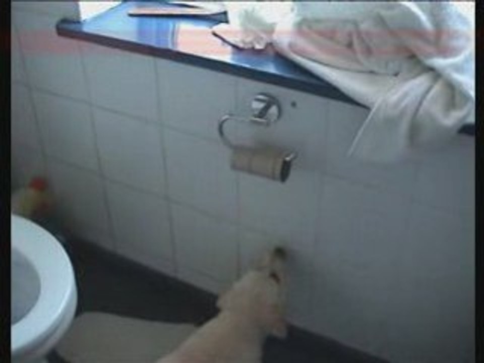 Funny dog video - Remember the Andrex puppy advert?