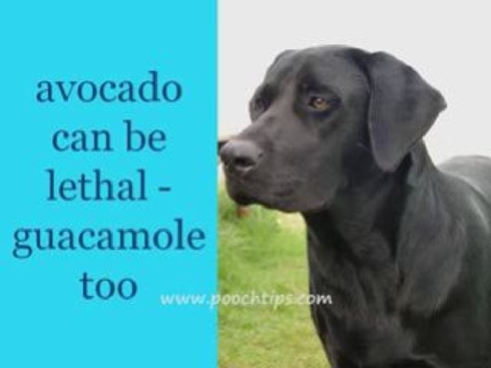 obedience training help for dog owners