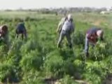 Courir le risque d'être un paysan en Palestine