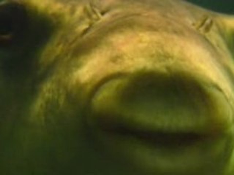 Aqua - By The Mathletes and BHX